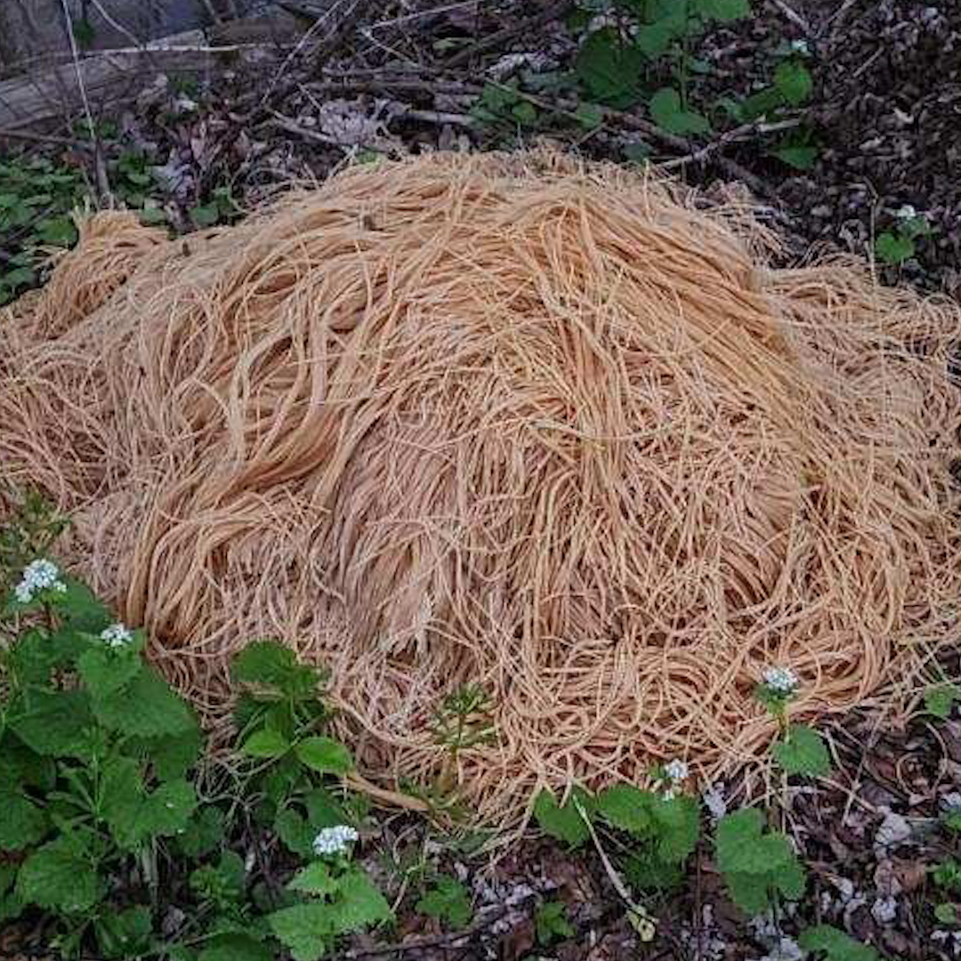 The N.J. pasta dump mystery has been solved! A man was caught on camera dumping piles of pasta from his mother’s house, neighbors say.