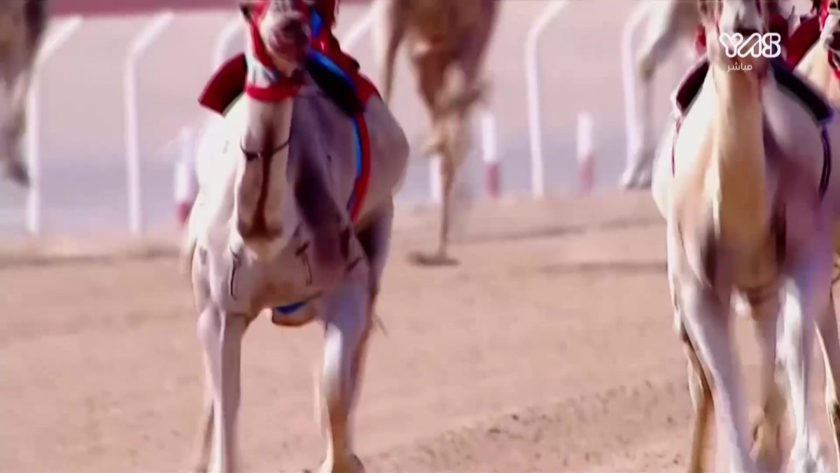 حنا لها حنا لها.. أسيادها وأبطالها يبقى لنا اليوم الكبير.. والخيل من خيالها رئاسة بقول وفعل.. تاريخ يرضي من زعل أبطال نبقى دايماً.. وجه السعد قد قالها استمع لكلمات الشاعر مبارك بالعود وصوت عيضة المنهالي.. #فرحة وطن #ختامي_الوثبة للبث المباشر..