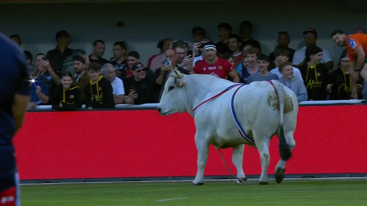 WOW!! The new warm up at Dragons Catalans have really been spiced up at home this season!!! #Bullsintown #SkyRL