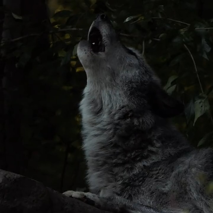 Full moon rising 🐺