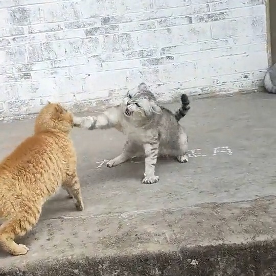 Cats are jerks and here's the proof #meowed #TheMeowedClub