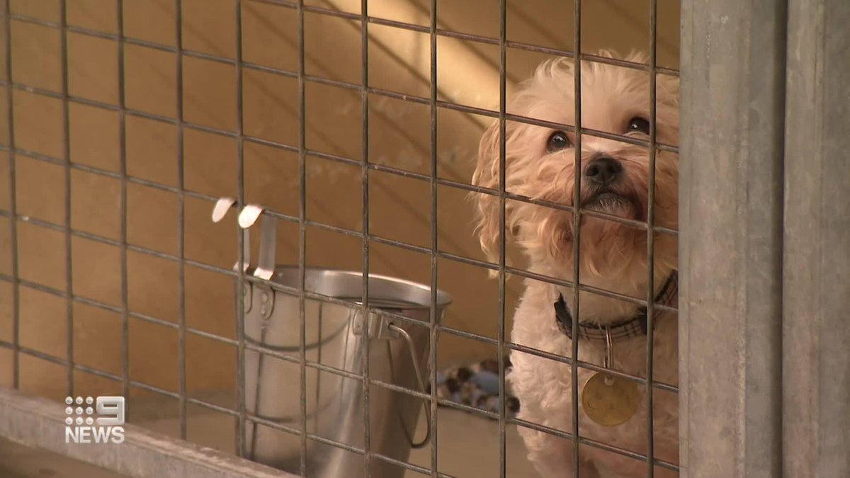 Melbourne's Lost Dogs Home has been inundated with "pandemic puppies", purchased during COVID that owners are now giving up. Adding to the problem, many have not been socialised, so they're in desperate need of training and care. Emily Rice #9News