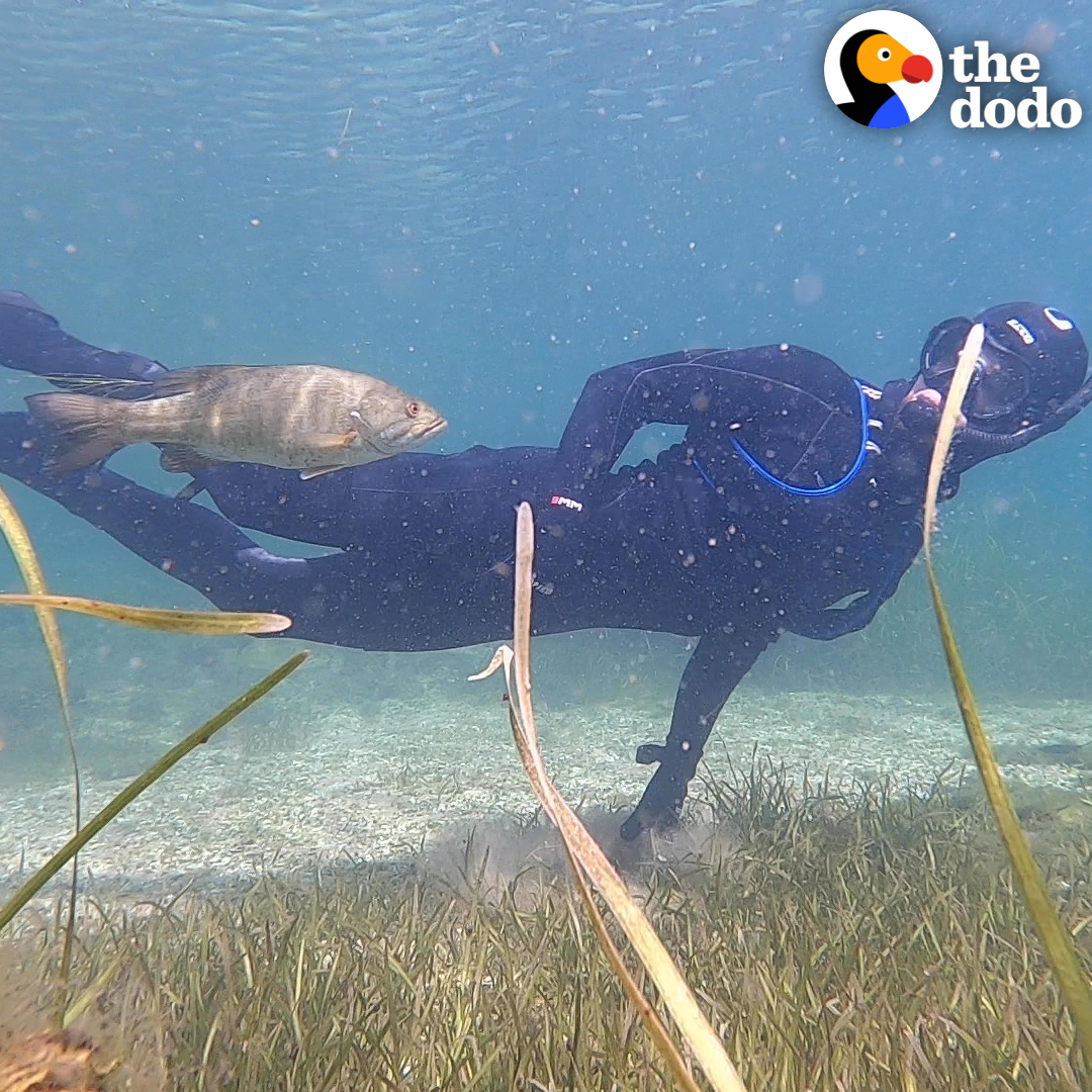 Fish follows diver all the way back to shore — and the diver teaches him a sound so that they can meet up every time he's in the water❤️🐟