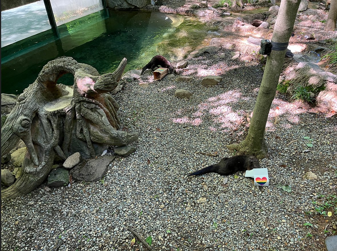 Happy #InternationalFamilyEqualityDay! The Smithsonian's National Zoo and Conservation Biology Institute is proud to celebrate the wonderful diversity of all the families who visit us. Watch as our North American river otters celebrate #IFED with special enrichment! #pride