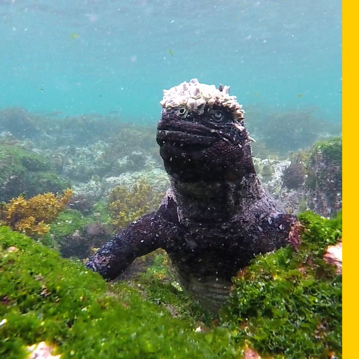 These actively volcanic islands are home to fascinating creatures found nowhere else on Earth.