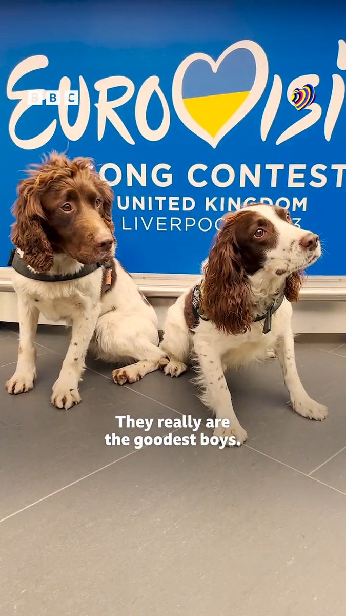 Stop what you're doing and say hello to Jake and Alfie, two of our #Eurovision2023 security dogs 🥹