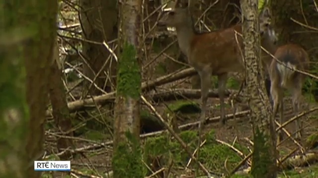 A public consultation on the future management of the population of deer in Ireland has found widespread support for culling | Read more: