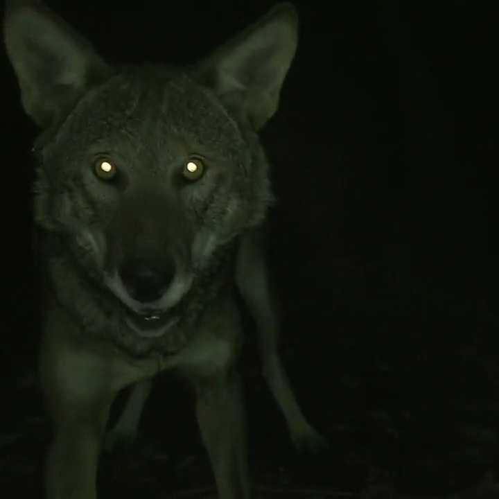 Darkness is where the magic of wolf eyes shine 🐺