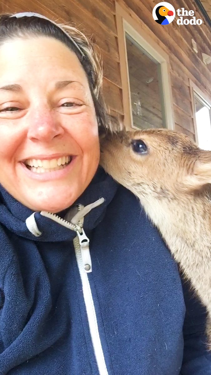 Woman raises an orphaned fawn to be wild — and she's THRILLED when he shows up in her garage with big antlers 💚