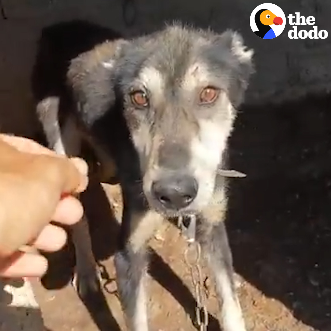 This guy saw a dog who’d been chained his whole life — and knew what he had to do 💞