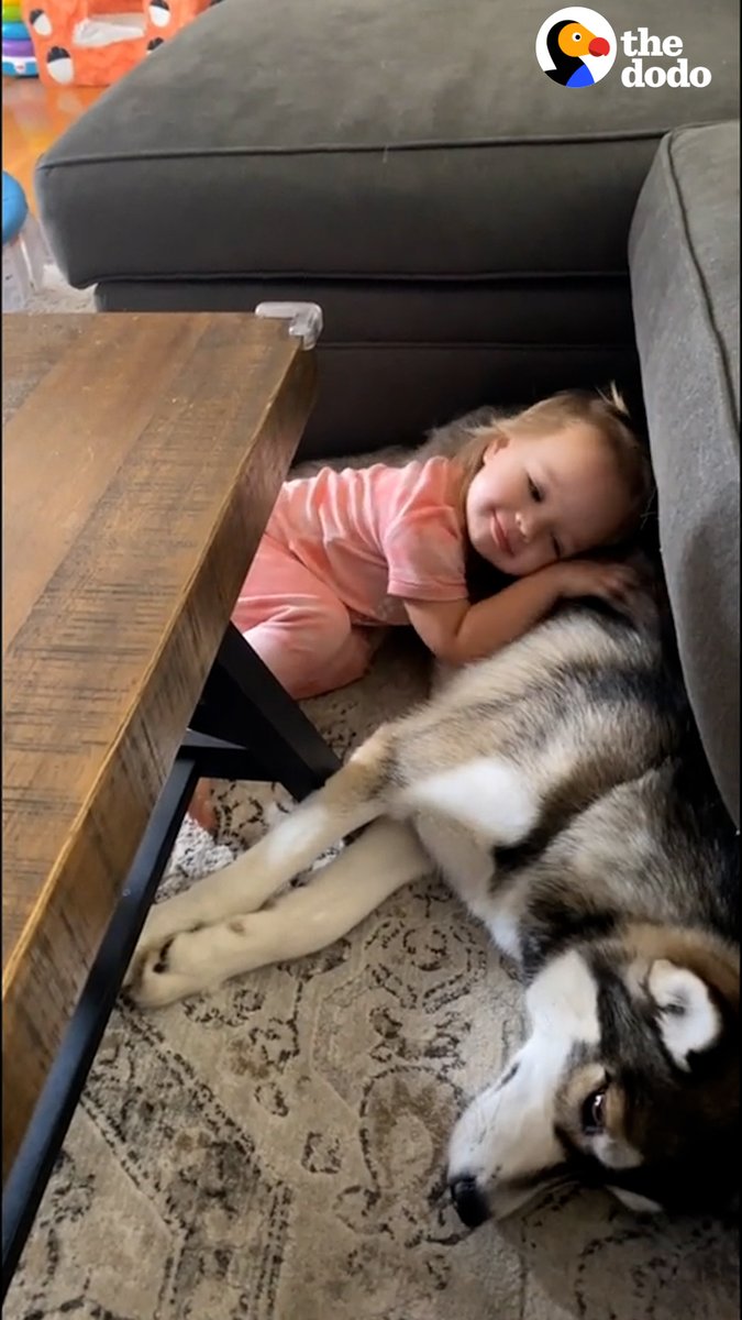 This husky puppy and little girl are the same age — watch them learn how to talk together!