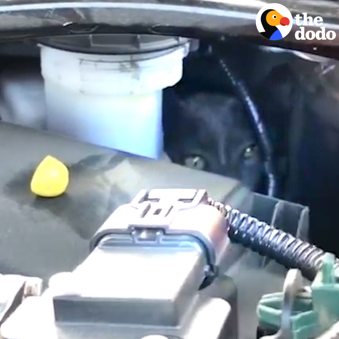 This couple was on a road trip when they heard meows coming from their engine 🙀