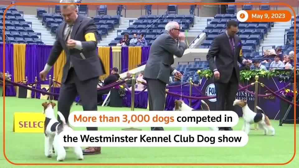 🐕 A petit basset griffon Vendeen named Buddy Holly won this year’s #WestminsterDogShow. But many dog handlers and enthusiasts came to New York for a celebration of all things canine