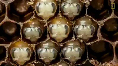 Watch this incredible time lapse transformation from larva to bee captured by photographer Anand Varma