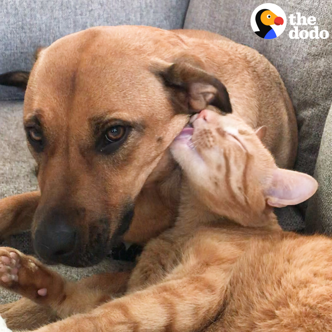 Guy and his dog had no plans to fall in love with a girl and her cat ❤️️