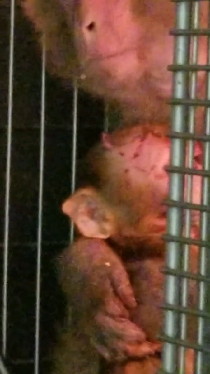 The only comfort this baby monkey & mother had in this lab was each other ๐ But experimenters separated them forever. #MothersDay