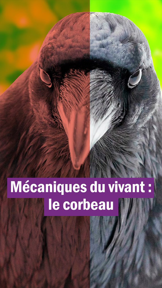 Un podcast testé et approuvé par Alfred Hitchcock ✔️