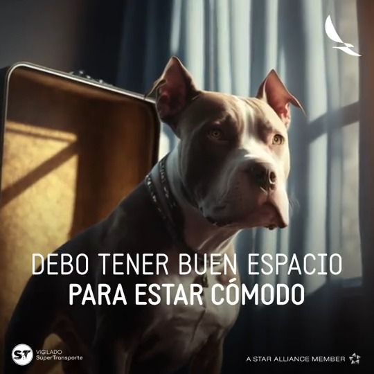 Si tu perro de soporte emocional sobrepasa los 10 kg, viajará en bodega. ✈️ Revisa aquí: los nuevos requisitos y alístate. ¡Que sea un 2023 lleno de viajes! 🏝️🐕