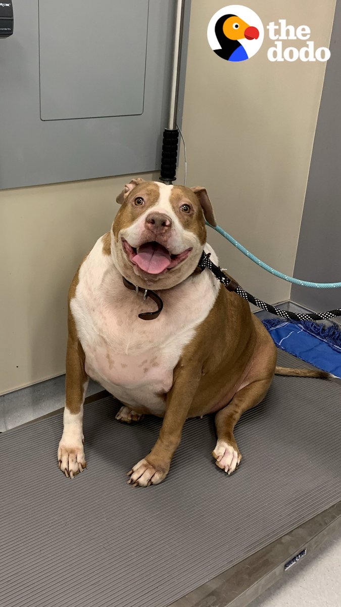 Watch this overweight pittie lose 50 pounds 💖