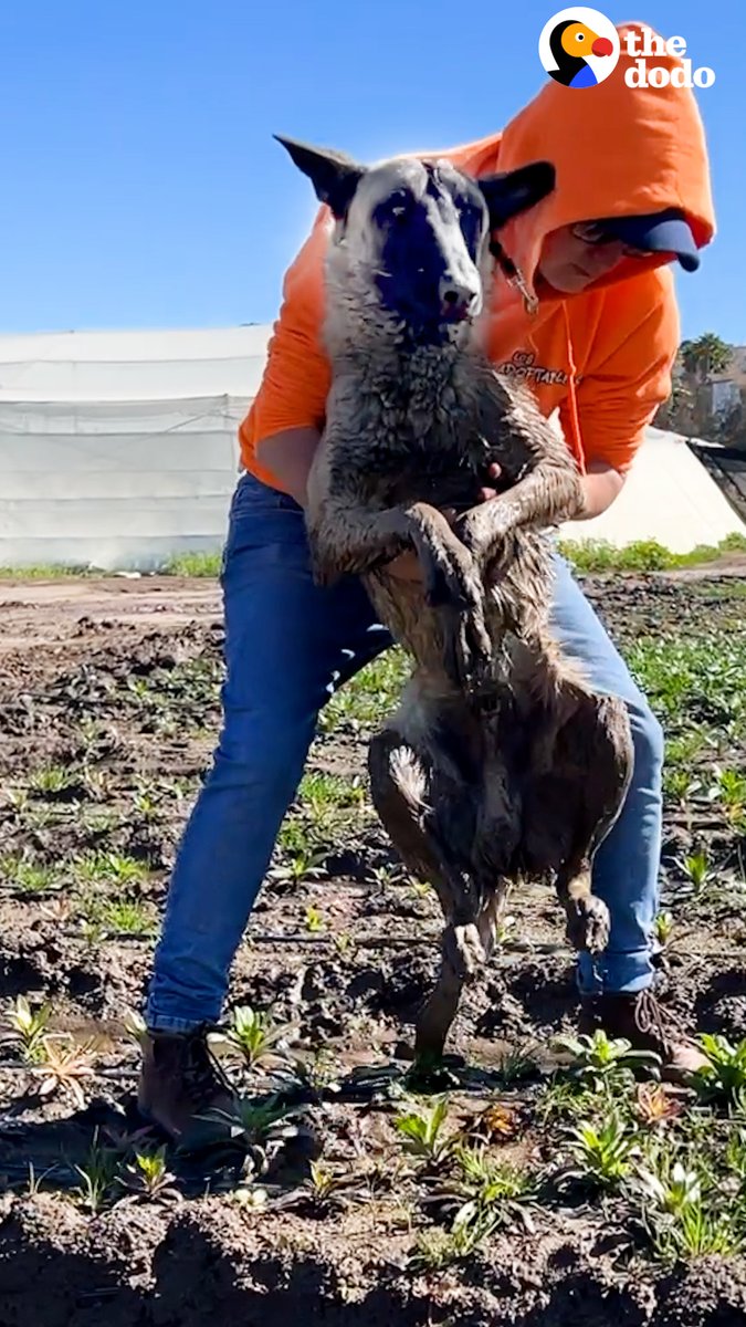 Guy rescues a dog from a ditch — and can't believe the dog's reaction when they reunite a year later ❤️