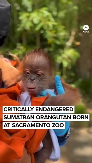 WELCOME TO THE WORLD: Sumatran orangutan gives birth to a healthy male at the Sacramento Zoo, the first orangutan born there since 1981.