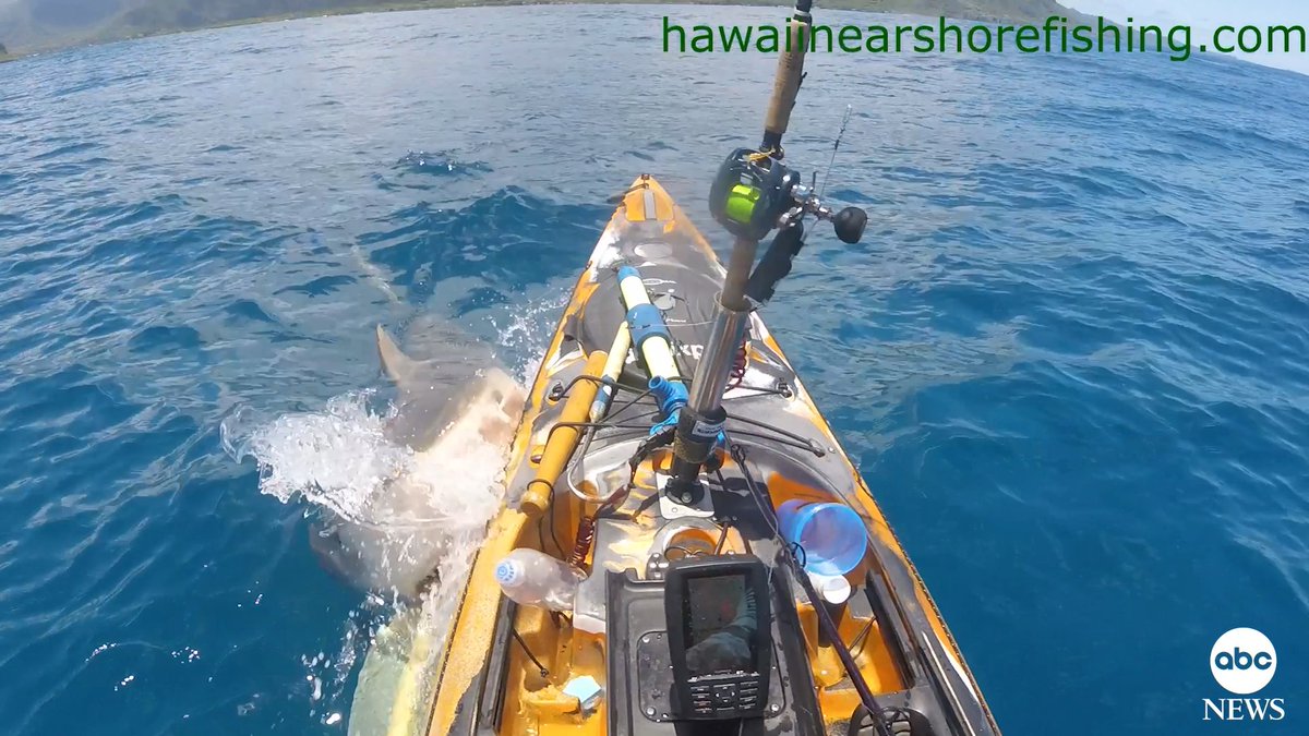 Dramatic footage captures a shark ramming into an experienced fisherman’s kayak off the coast of Oahu. The fisherman told ABC affiliate KITV he believes the shark might have mistaken his kayak for a seal.