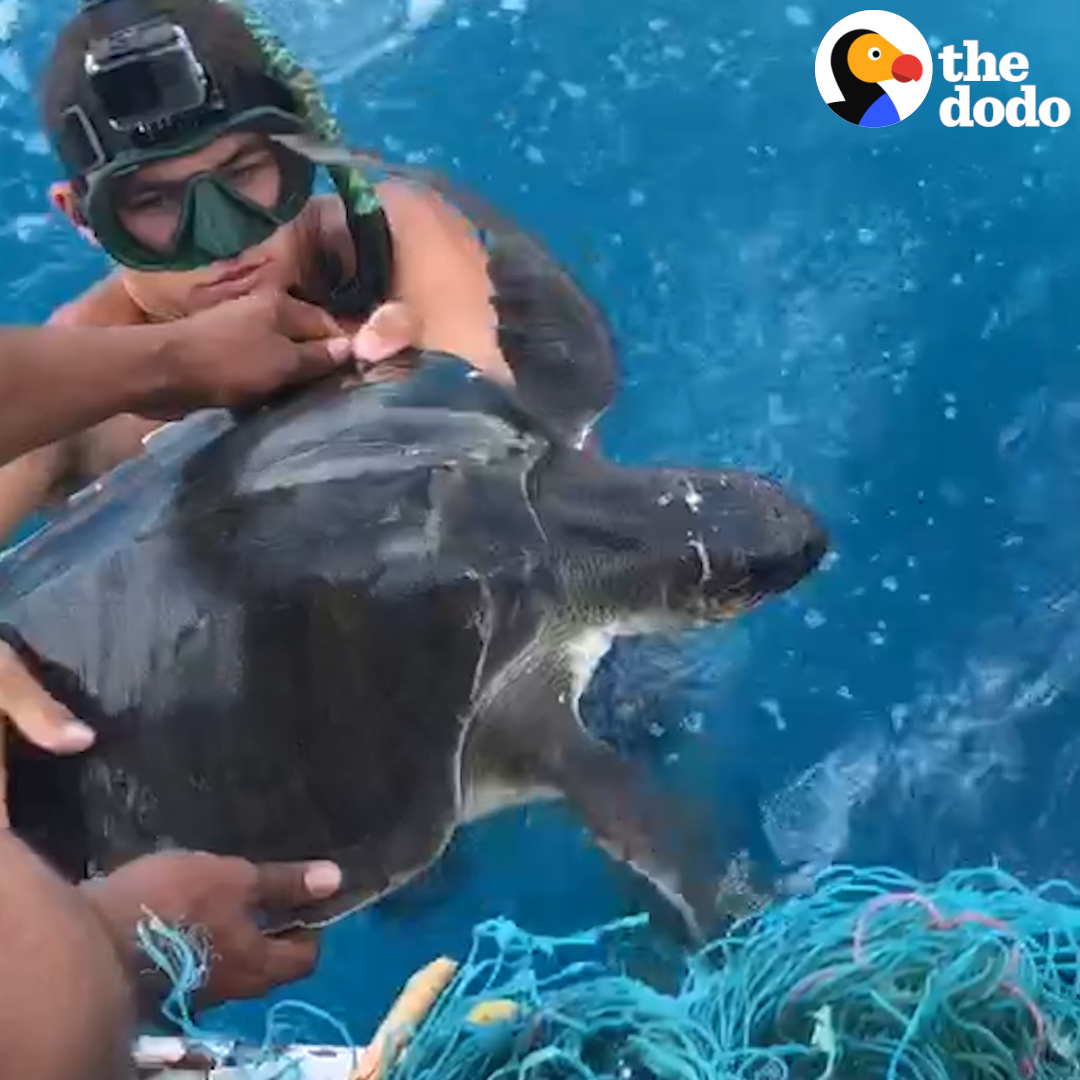 The moment this sea turtle finally swims free ๐ข๐