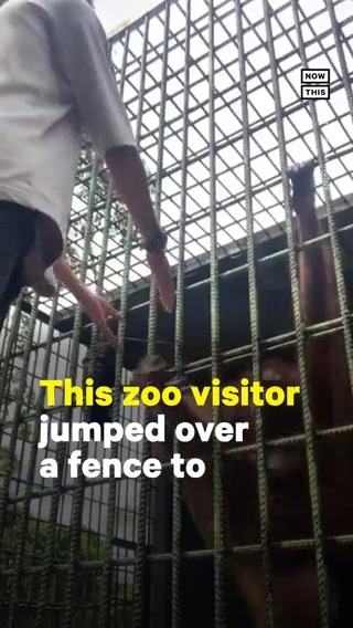 This orangutan took matters into his own hands when a zoo visitor jumped over a fence to taunt the animal