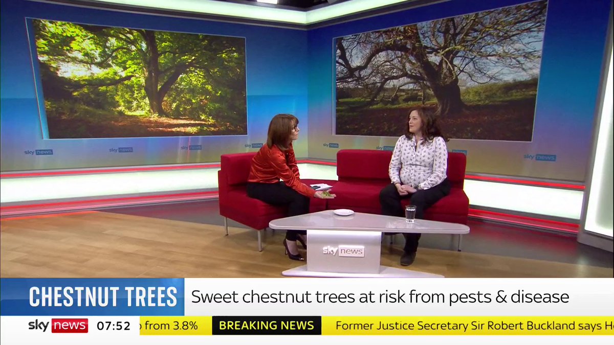 There's a campaign to save our Sweet Chestnut Trees, which are at risk from pests and disease Here's Royal Horticultural Society plant pathologist Jassy Drakulic on the risks to our trees and what we should be looking for to see if a tree is damaged #KayBurley SK