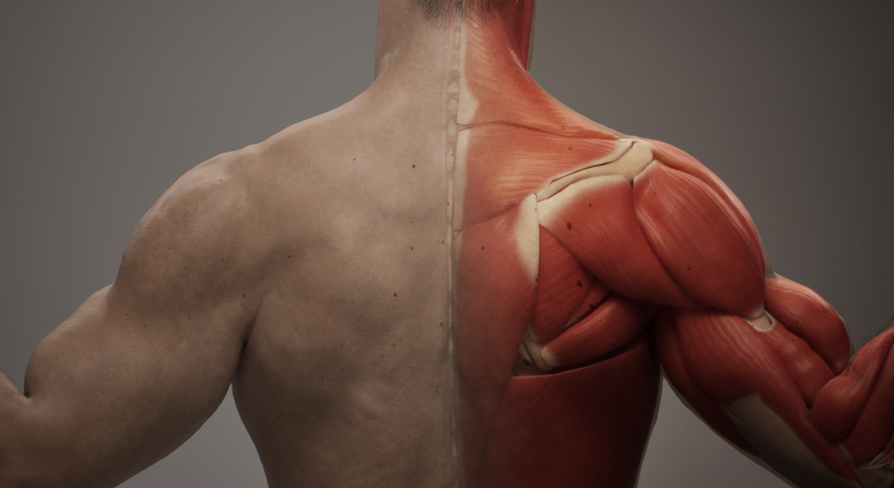 Our new ML Deformer sample is available! Explore how Unreal Engine machine learning technology can be used to create a high-fidelity real-time character with deformations driven by full muscle, flesh, and cloth simulation. Download now: