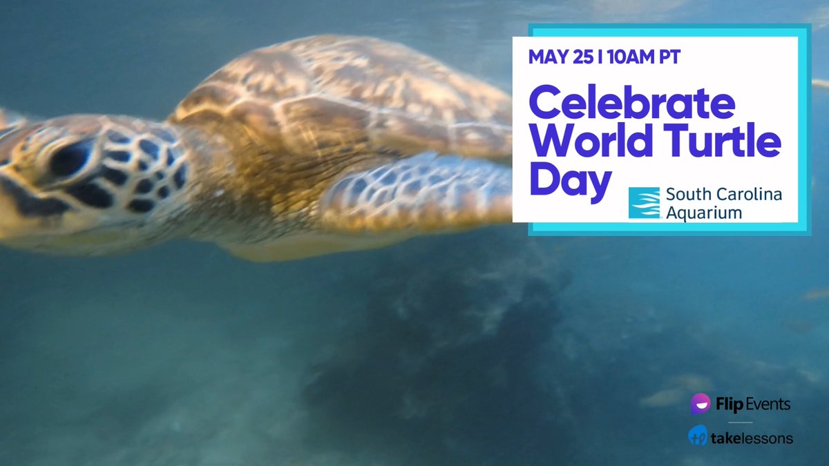 🐢🎉 Ready for a fun adventure? Join us for a virtual field trip to the @SCAquarium to celebrate #WorldTurtleDay! Your students will learn about turtle conservation, and have some fun along the way. Register for free: