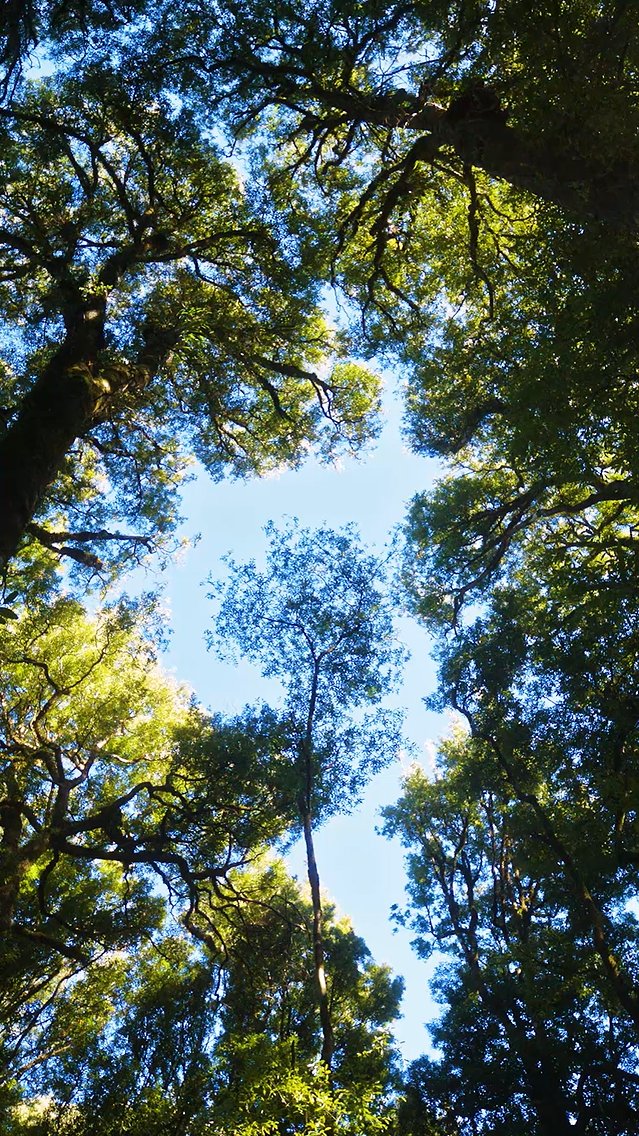 Our forests throughout Aotearoa New Zealand are not only captivating, but also a sacred ancestor. So, when you visit, look around and care for him too. #TiakiPromise