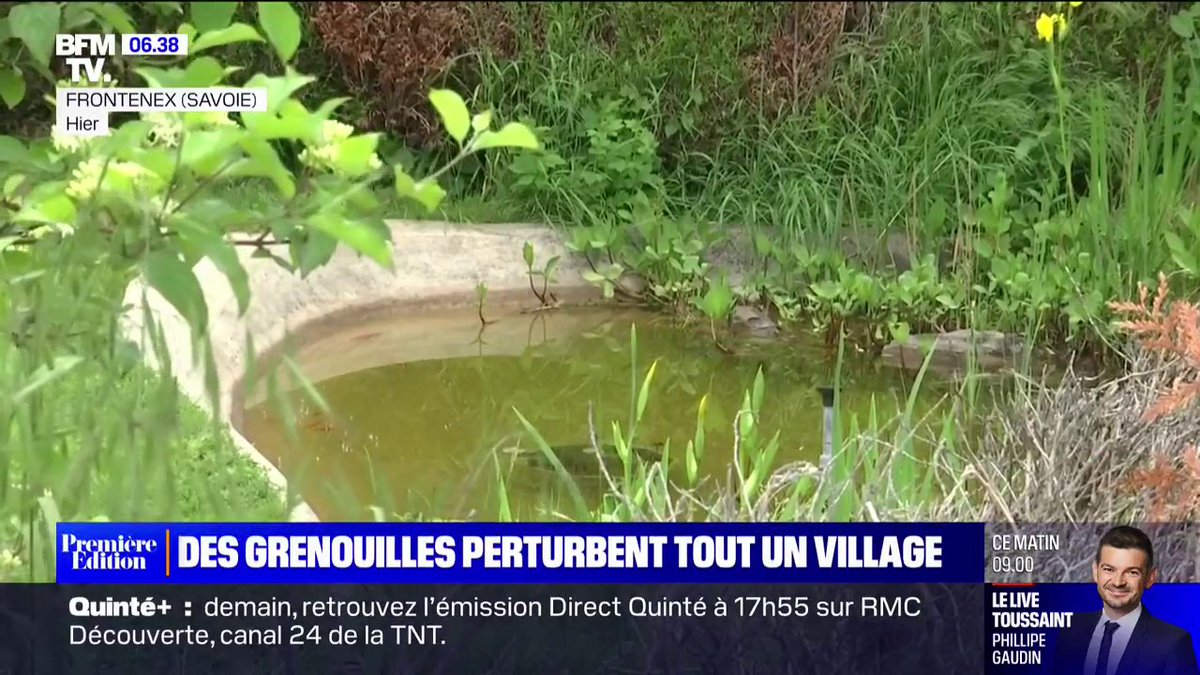 🐸 À Frontenex en Savoie, "on ne peut pas dormir" à cause des grenouilles