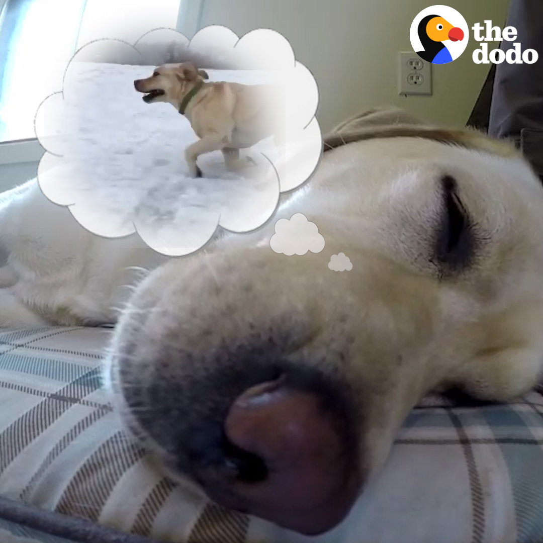 Researchers learned what pets dream about — and it's the purest thing ever 😭