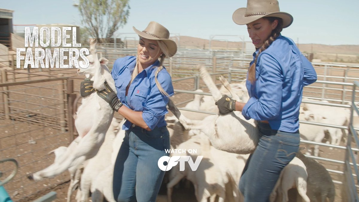 While the Blue Team gets handsy with the sheep 🐑, the Pink Team gives a cow a spa day 🐮 It's just another day in paradise on a new Model Farmers, streaming free on OFTV:
