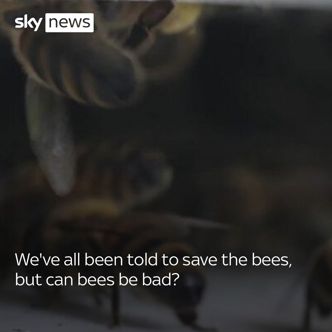 We've all been told to save the bees, but can bees be bad? 🐝 As World Bee Day is celebrated on 20 May, presenter Tom Heap explains why honeybees are eating everything and what we can do to help bees 👇 Read more:
