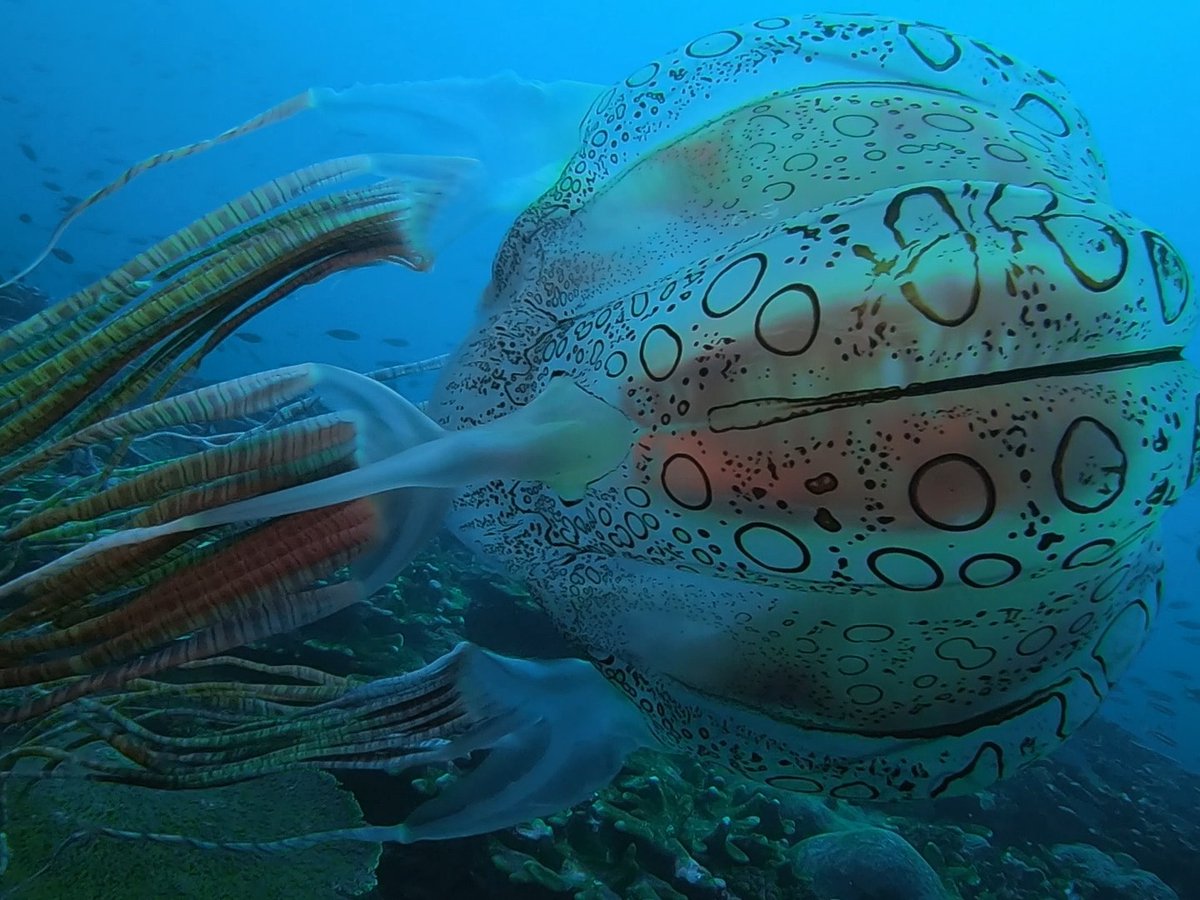 Caught on camera for the first time in history, this is the extremely-rare Chirodectes Maculatus—a species of spotted box jelly 🤯 #GoProAwards recipient Dorian Borcherds is just the second human to ever see this soccer-ball-sized ocean creature.