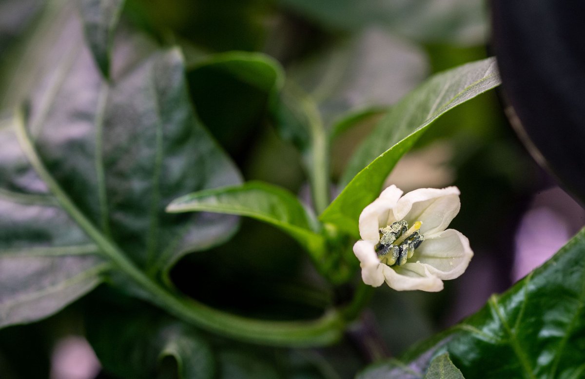 Bees and other pollinators are vital to our ecosystem on Earth! #WorldBeeDay 🐝 In fact, in places where bees do not live, like on the International Space Station, astronauts sometimes pollinate plants by hand to mimic the fertilization work our little friends do back on Earth. 🦋🌷