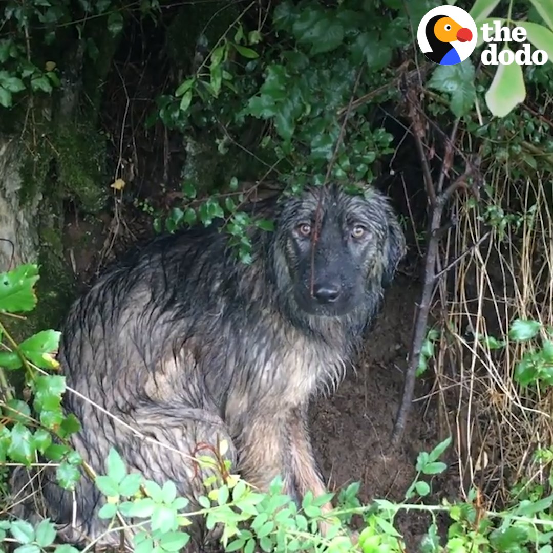 Dog abandoned on the side of the road gets a family who deserves her 🌟💗 Follow Dog Rescue Shelter Mladenovac, Serbia on YouTube for the latest updates: