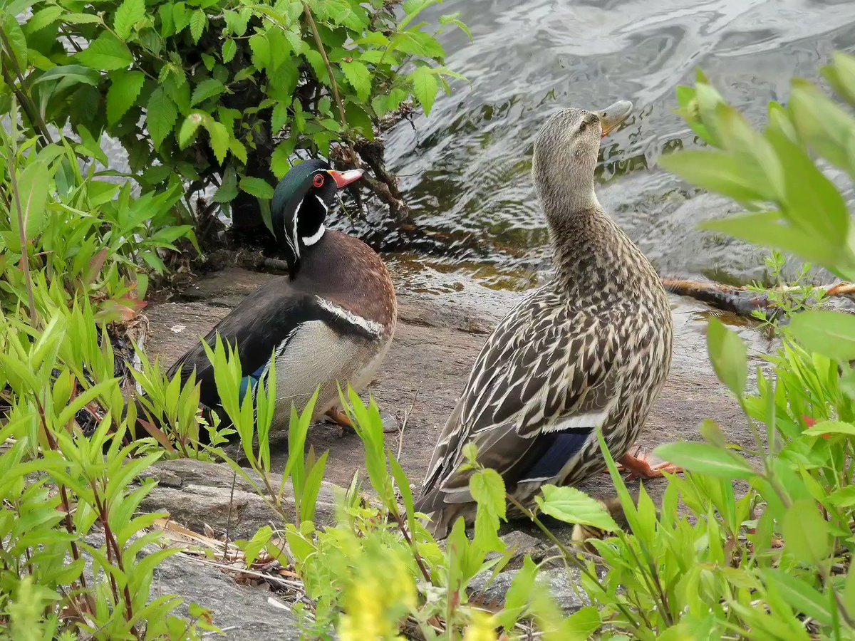 Congratulations to the Reservoir's Wood Duck + Mallard couple who appear to have done the improbable: produced a hybrid offspring, perhaps Central Park's first ever of its kind, an energetic little duckling swimming with them today.