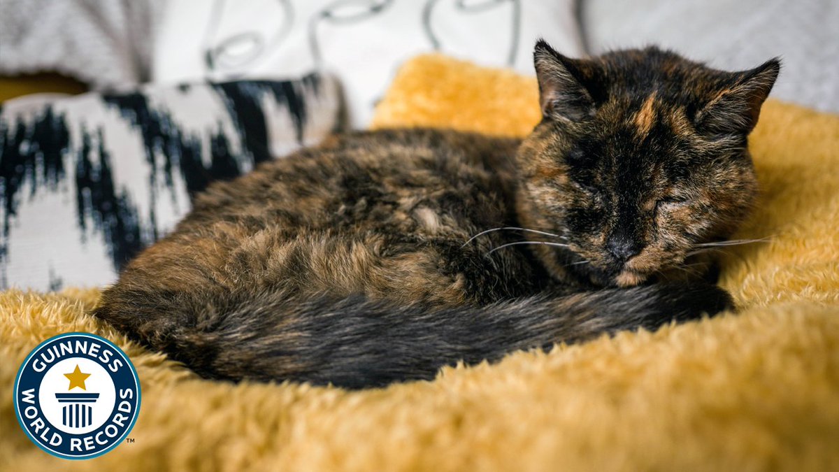 Say hi to Flossie, the world's oldest living cat at the age of 27 🥰️