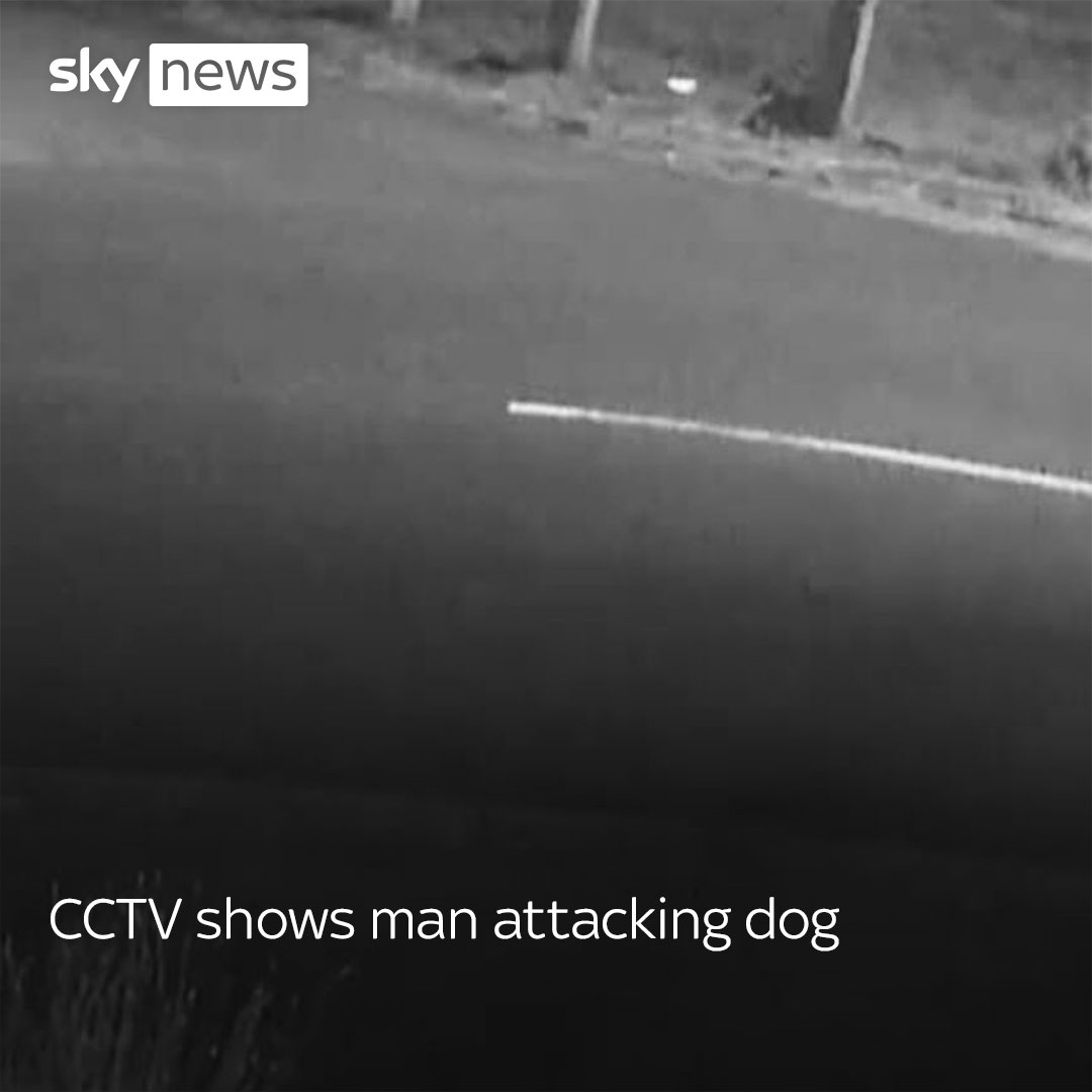 Terrance Anthony Tovey, who was caught on CCTV kicking his dog has been given a suspended sentence and banned from keeping domesticated animals for 10 years. Read more: