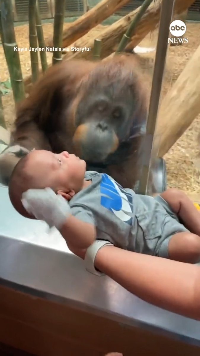 This orangutan at the Louisville Zoo in Kentucky wanted a closer look at one of its visitors, a 3-month-old human baby.