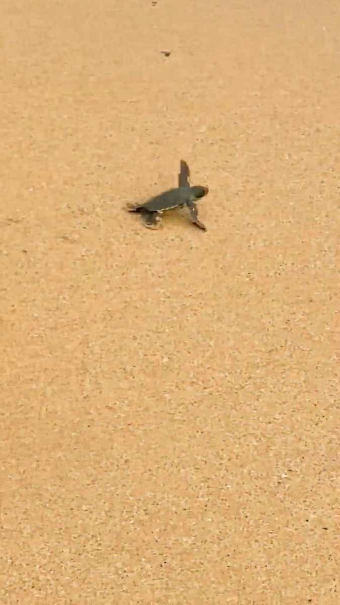 🐢 | During a research trip, a team of Oxford researchers took part in the #ProtetugaProject through Fundação Príncipe to observe sea turtles laying eggs. Fundação Príncipe works with local communities to protect biodiversity on the island. 📽 | Oxford Príncipe Project #TurtleDay
