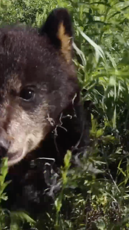 Some 😍beary😍 cute content for your feed. #SicEm 🐻🐻💚💛