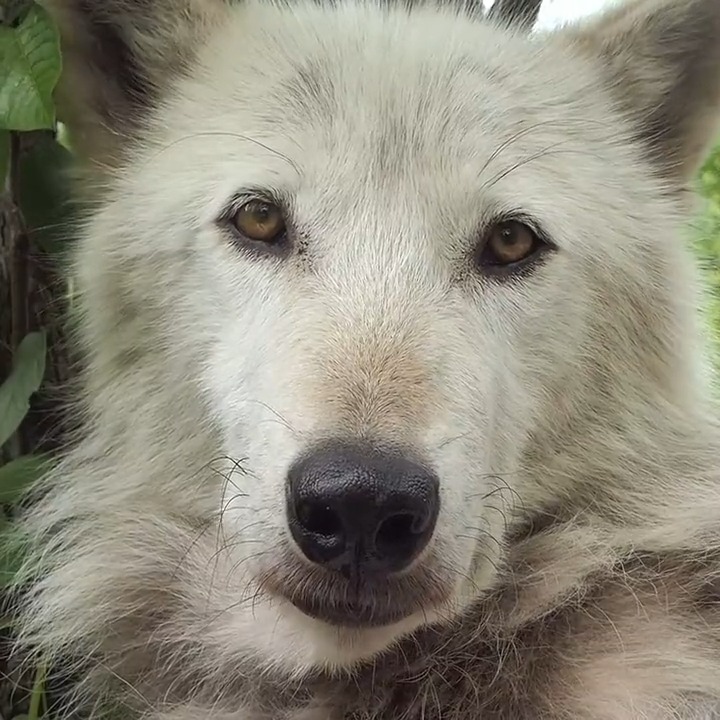 Your moment of calm 🐺