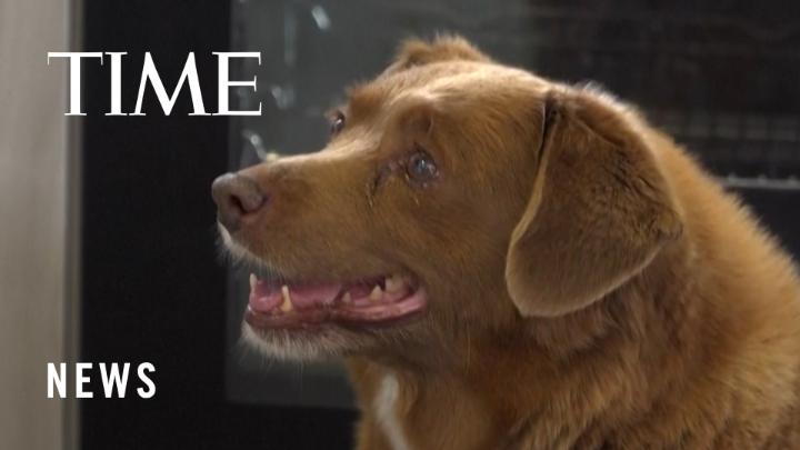 Bobi, the world's oldest dog, is 31 years old