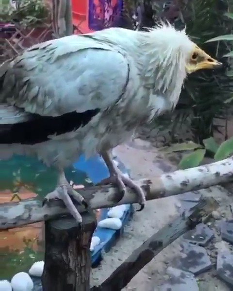 الرخمة❗️ لقب غالبا يطلقه بعض ابناء الجزيرة العربية على الموالي الناطقين بالعربية من أهل الأمصار وبعيدا عن هذا الوصف إن كنت تتفق معه أم لا هل تعرف ماهو الرخمة؟ شاهد المقطع لتتعرف عليه👇
