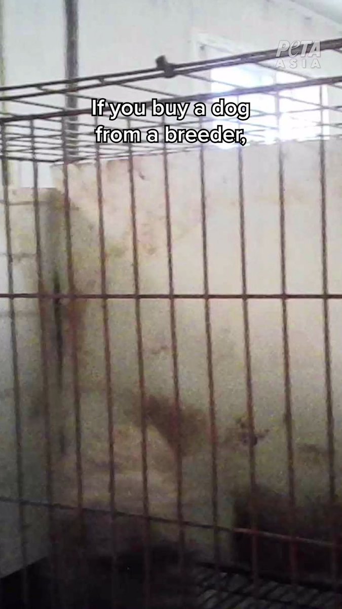 This is what dog breeders don’t want you to see. #AdoptDontShop