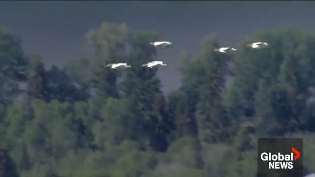 Our Global 1 news helicopter spotted a flock of birds soaring over Edmonton Wednesday afternoon, but we're not quite sure what kind. Bird watcher of Twitter, what is your guess? #yeg